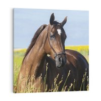 Obraz na płótnie 50x50 - Siła i piękno natury - koń, łąka