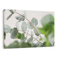 Obraz na płótnie 120x80 - Liście eukaliptusa w naturze - eukaliptus, liście