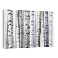 Obraz na płótnie 100x70 - Delikatność brzóz - brzozy, las