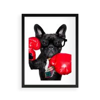Plakat w ramie 30x40 - Boksujący mops - pies - boks, mops - rama czarna