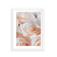 Plakat w ramie 50x70 - Aromatyczna Piękność - płatki herbacianej róży, kwiaty - rama biała