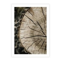 Plakat bez ramy 30x40 - Wnętrze Natury - pień, przecięty pień