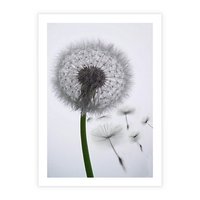 Plakat bez ramy 40x50 - Lekkość Przemijania - dmuchawiec, makro