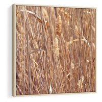 Obraz w ramie 50x50 - Mistrzowskie suche trawy - suche, trawy - rama drewno
