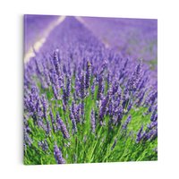 Obraz na płótnie 60x60 - Lawendowe pola piękno natury - lawenda, kwiaty
