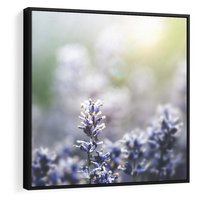 Obraz w ramie 50x50 - Delikatna Uroda Natury - wrzosy, fiolet - rama czarna