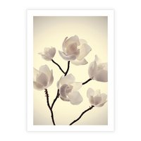 Plakat bez ramy 21x30 - Elegancja Natury - magnolia, białe