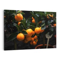 Obraz na płótnie 100x70 - Mandarynki na Drzewku - Owoce Pory Roku - mandarynki, drzewko