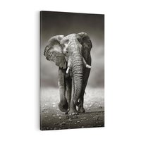 Obraz na płótnie 50x70 - Majestatyczny słoń Afryki - słoń, Afryka