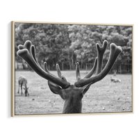 Obraz w ramie 100x70 - Przygubione motyle marzeń - fotografia czarno biała, młody jeleń w zagrodzie - rama drewno