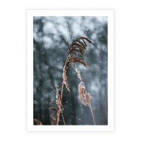 Plakat bez ramy 30x40 - Zima na Łonie Natury - sucha wysoka trawa, w zimie