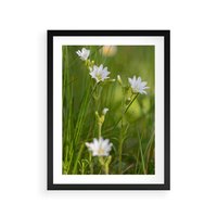 Plakat w ramie 30x40 - Kolorowa łąka - stokrotki, łąka - rama czarna