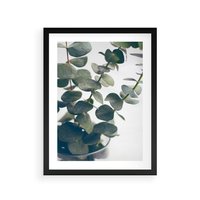Plakat w ramie 50x70 - ukaliptusowa Harmonia - liście eukaliptusa - rama czarna