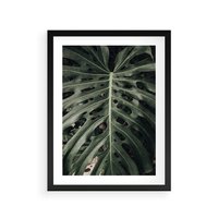 Plakat w ramie 40x50 - Majestatyczny Liść Monstery - liść monstery, majestatyczny liść - rama czarna