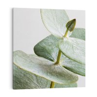 Obraz na płótnie 60x60 - Eukaliptusowa zieleń - eukaliptus, zielone