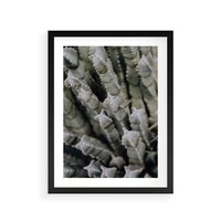 Plakat w ramie 50x70 - Oaza Natury - sukulenty, kaktusy - rama czarna