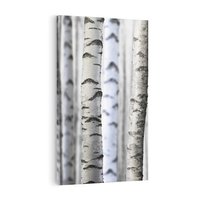 Obraz na płótnie 70x100 - Delikatność brzóz - brzozy, las
