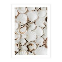 Plakat bez ramy 21x30 - Białe Muszle - białe muszle, ujęcie z góry