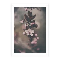 Plakat bez ramy 50x70 - Przemijający Urok - kwitnąca, wiśnia