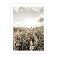 Plakat bez ramy 40x50 - Łąka w Klimacie Sepii - suche trawy, łąka