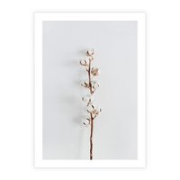 Plakat bez ramy 50x70 - Minimalistyczna Gałązka Bawełny - bawełna, gałązka bawełny