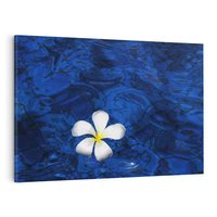 Obraz na płótnie 120x80 - Kwiaty wodne delikatność natury - kwiat, woda