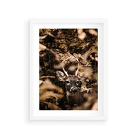 Plakat w ramie 30x40 - Jesienny Jeleń w Lesie - jeleń, w lesie - rama biała