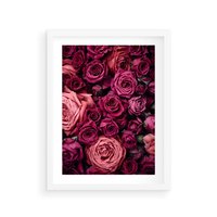 Plakat w ramie 50x70 - Róże - piękno kwiatów - róże, kwiaty - rama biała