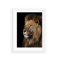 Plakat w ramie 30x40 - Władca Dzikiej Przyrody - lew, król - rama biała