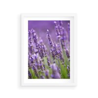 Plakat w ramie 40x50 - Urok lawendy - lawenda, kwiaty - rama biała
