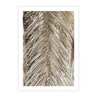 Plakat bez ramy 50x70 - Boho Urok Palmy: Zbliżenie Natury - sucha palma, zbliżenie