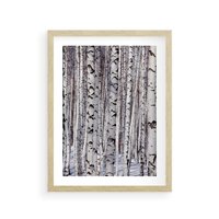 Plakat w ramie 30x40 - Lśniące Brzozy - brzozy, las - rama drewno