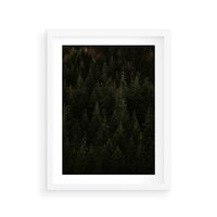 Plakat w ramie 30x40 - Ciemny las iglasty - las, iglasty - rama biała