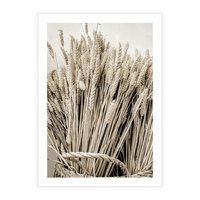 Plakat bez ramy 30x40 - Letni Plon - zboże, kłosy zboża