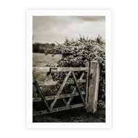 Plakat bez ramy 21x30 - Wiejski Urok: Stary Płot i Kwitnący Krzew - rustykalne zdjęcie, stary płot