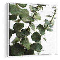 Obraz w ramie 80x80 - Zielone eukaliptusy - eukaliptus, liście - rama biała