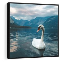 Obraz w ramie 50x50 - Łabędzi Śpiew - fotografia, plakat - rama czarna