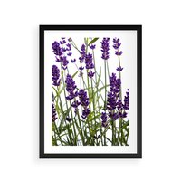 Plakat w ramie 40x50 - Fioletowa harmonia lawendy - lawenda, fiolet - rama czarna