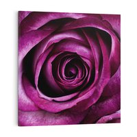 Obraz na płótnie 80x80 - piękno w delikatności - róża, kwiat