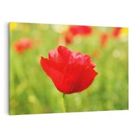 Obraz na płótnie 120x80 - Magia maku na łące - mak, łąka