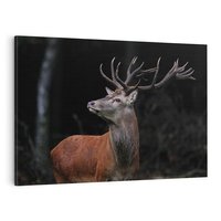 Obraz na płótnie 70x50 - Spotkanie z naturą - jeleń, las