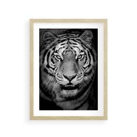 Plakat w ramie 30x40 - Tygrys Czarno-Biały: Siła i Delikatność - tygrys, czarno - rama drewno