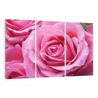 Obraz na płótnie 120x80 - Róża Wspaniałości - róża, kwiat