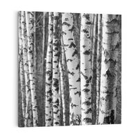 Obraz na płótnie 40x40 - Kontrast Monochromatyczny - brzozy, czarno
