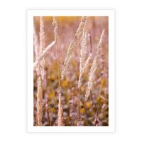 Plakat bez ramy 30x40 - Sucha Trawa w Sierpniu - trawy, łąka