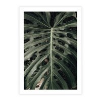 Plakat bez ramy 21x30 - Majestatyczny Liść Monstery - liść monstery, majestatyczny liść