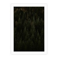 Plakat bez ramy 50x70 - Ciemny las iglasty - las, iglasty