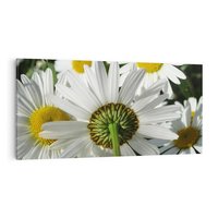 Obraz na płótnie 100x50 - Stokrotki w pełnym rozkwicie - stokrotki, kwiaty