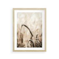 Plakat w ramie 50x70 - Źdźbło Pszenicy: Blisko Natury - źdźbło pszenicy, pszenica - rama drewno