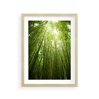 Plakat w ramie 40x50 - Siła Natury - drzewa, las - rama drewno